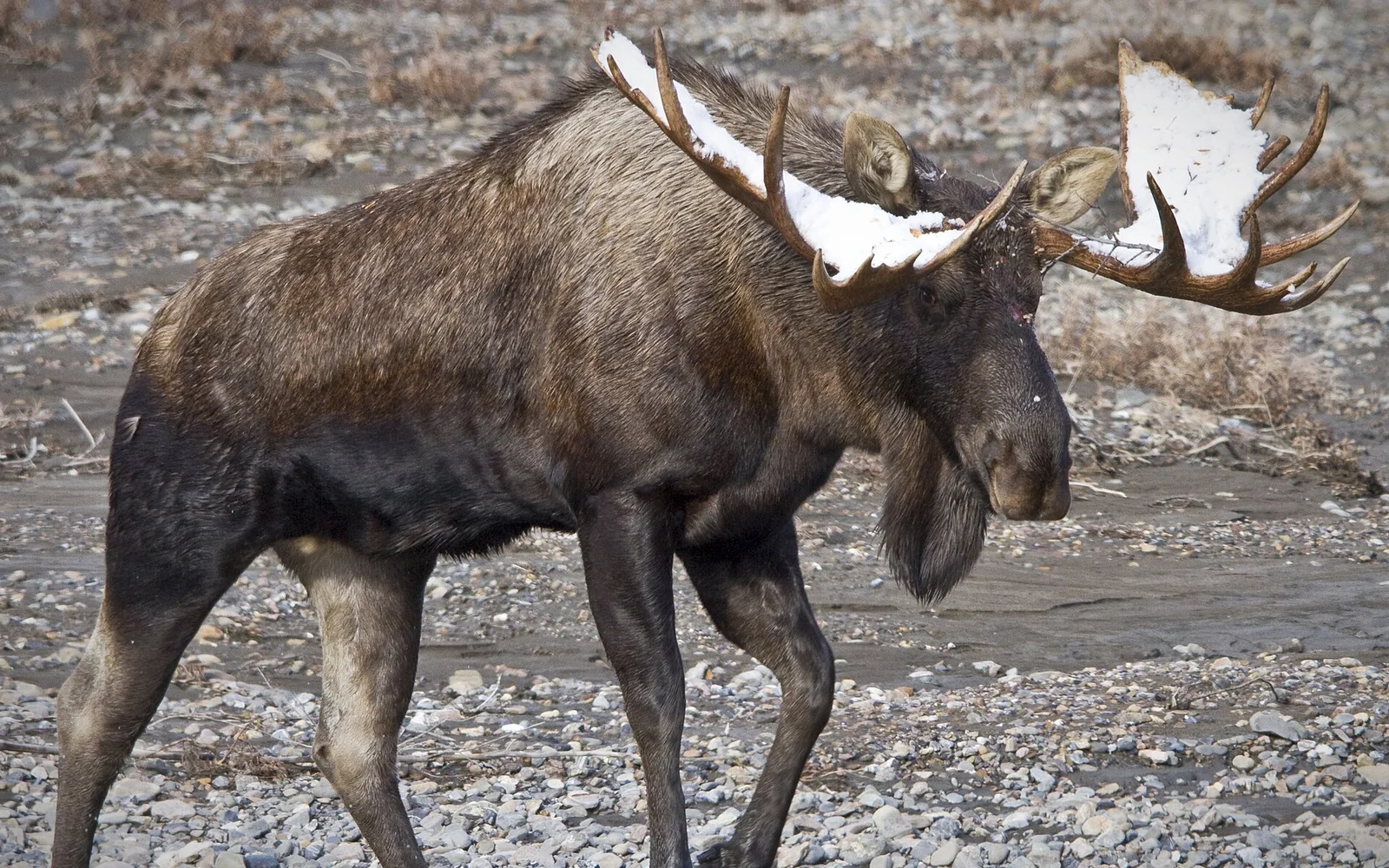A bull moose in the first snow in Denali