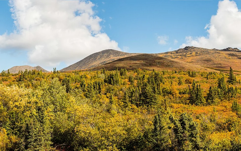 Tundra and spruce forest southeast of Fairbanks in late August